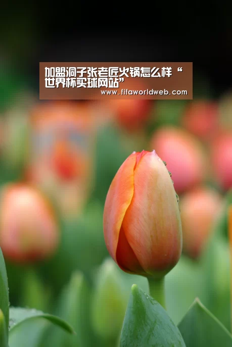 加盟洞子张老匠火锅怎么样“世界杯买球网站”(图3) 世界杯投注